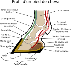 structure-pied-cheval