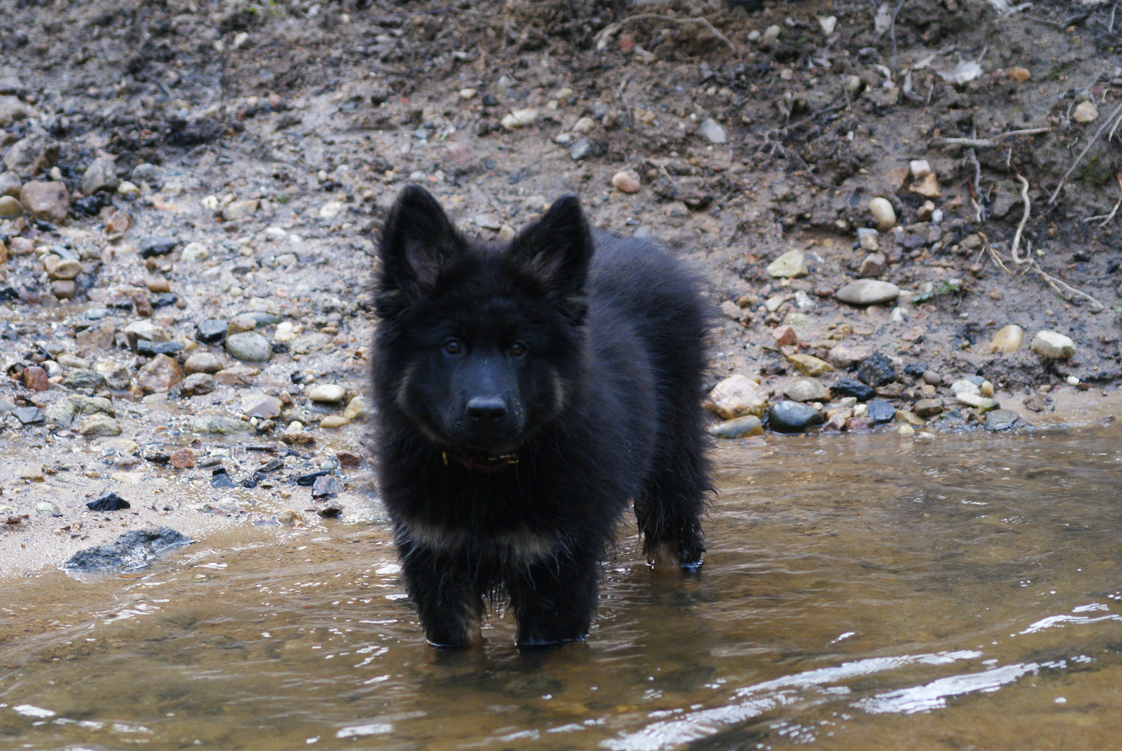 chien dermatites