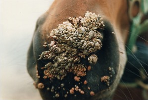 papillomavirus bovin traitement